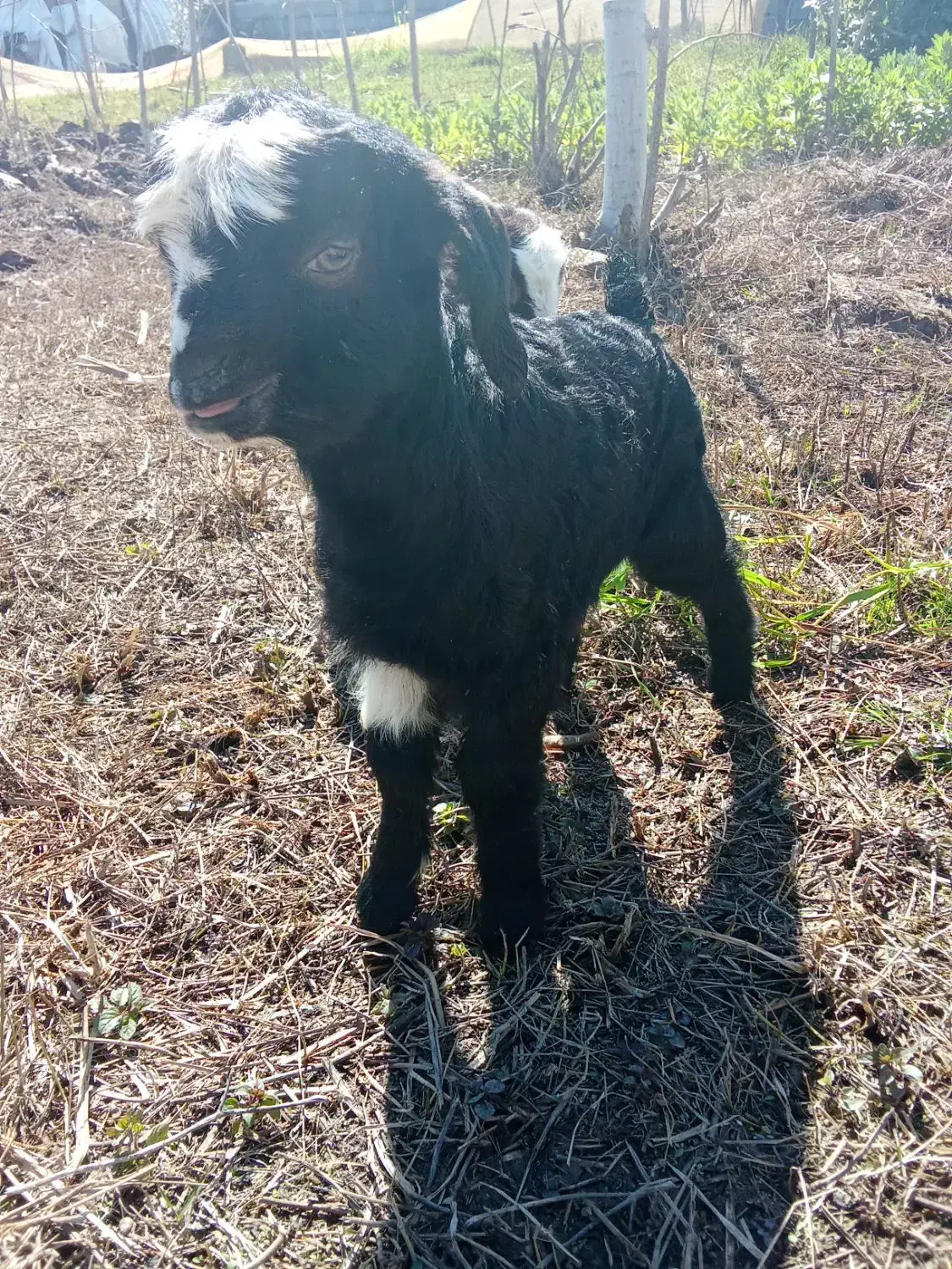 بزغاله|حیوانات مزرعه|رشت, حومه رشت|دیوار