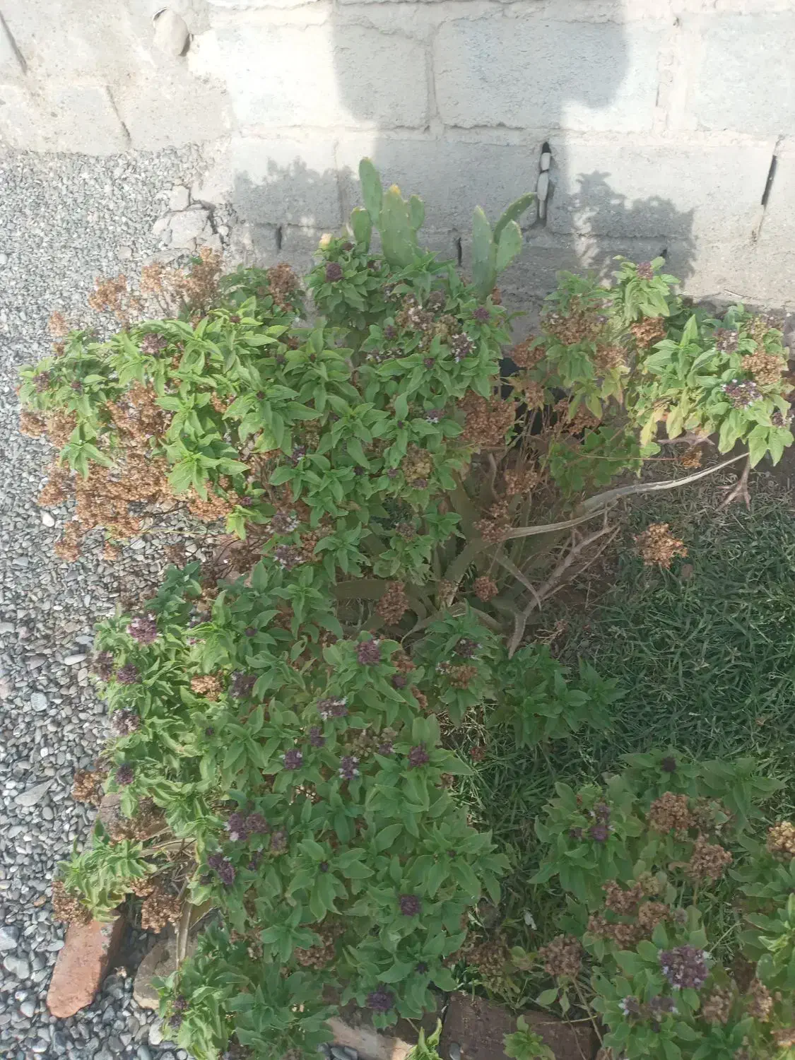 بنا هستم|خدمات پیشه و مهارت|ایرانشهر, |دیوار