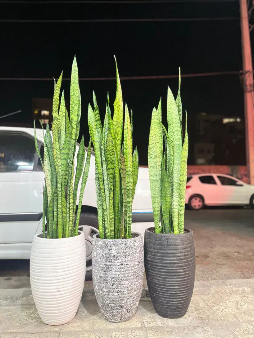 سانسوریا سبز و ابلغ گل آپارتمانی|گل و گیاه طبیعی|کرج, گلشهر|دیوار