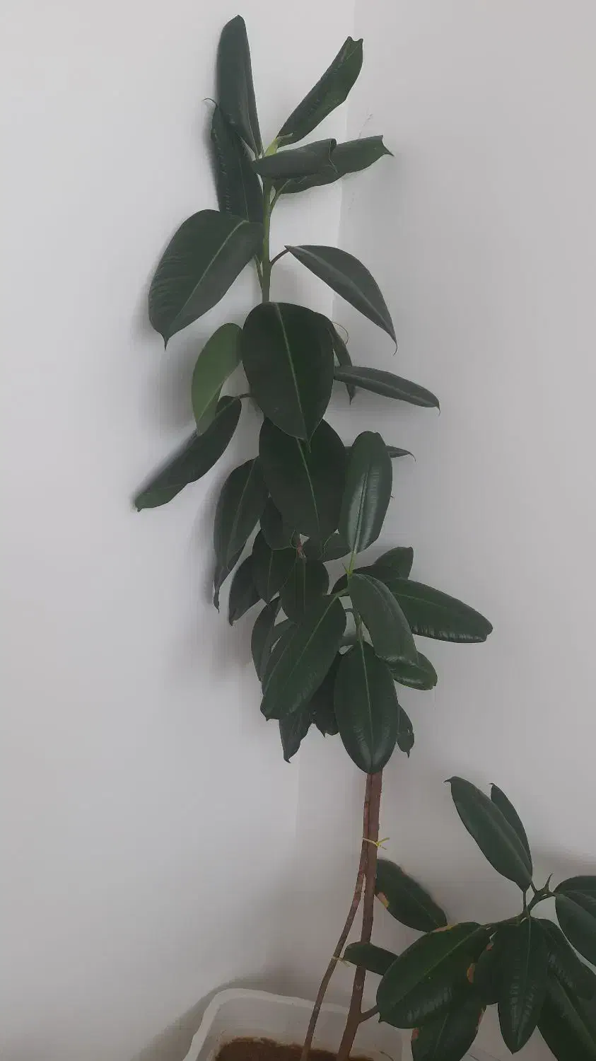 گل طبیعی و سالم|گل و گیاه طبیعی|سنندج, |دیوار