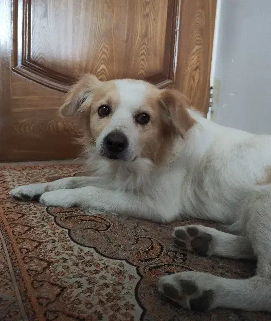 واگذاری سگ، نژاد اشپیتز|سگ|یزد, |دیوار