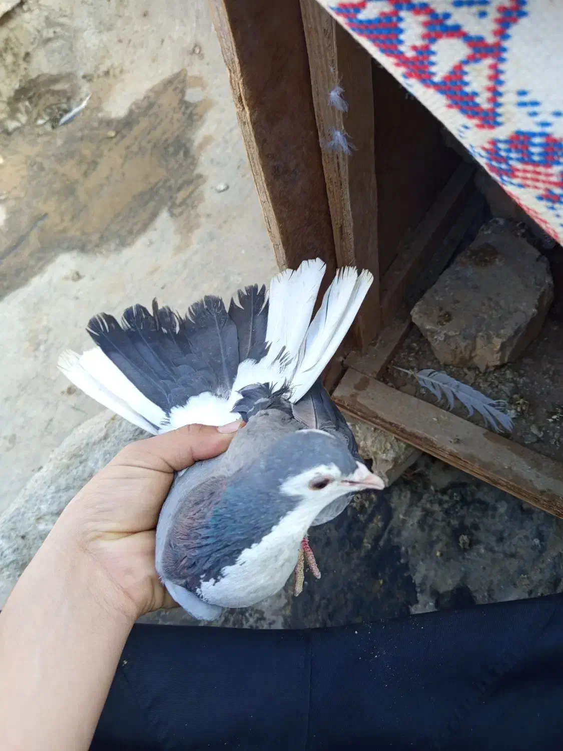 نر این ماده گم شده|حیوانات|اصفهان, قائمیه|دیوار