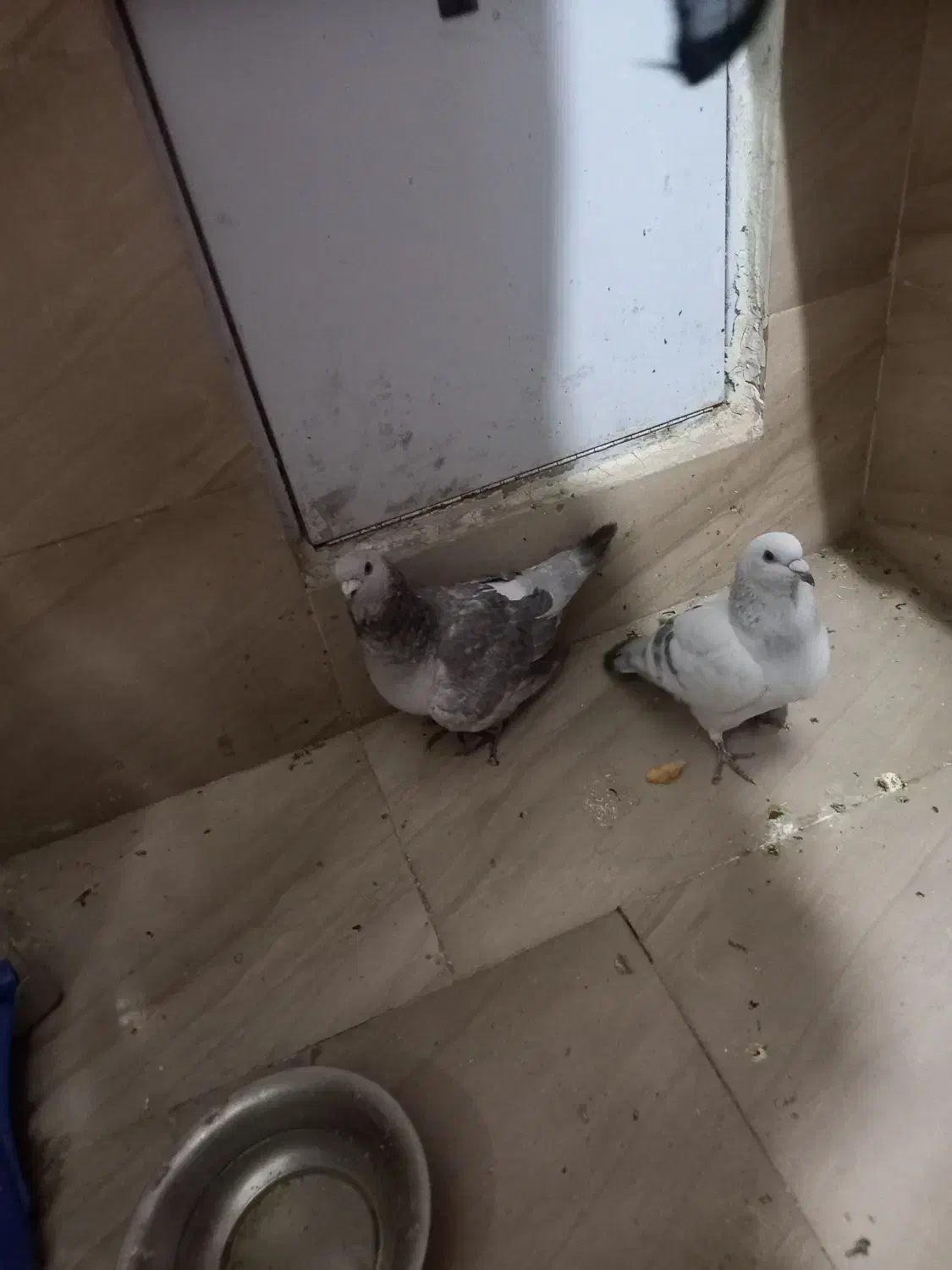 کبوتر|پرنده|زاهدان, |دیوار