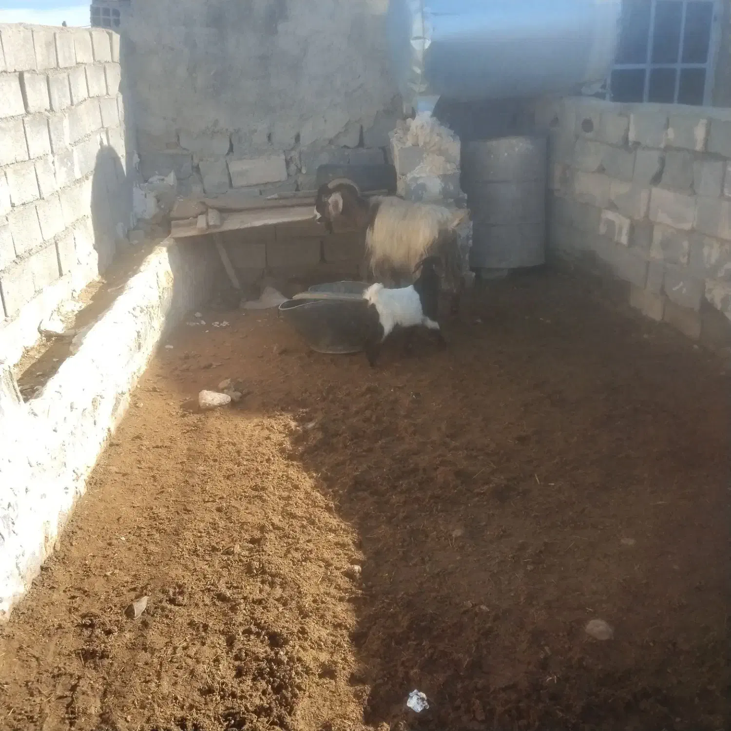 بز شیری|حیوانات مزرعه|شیروان (خراسان), |دیوار