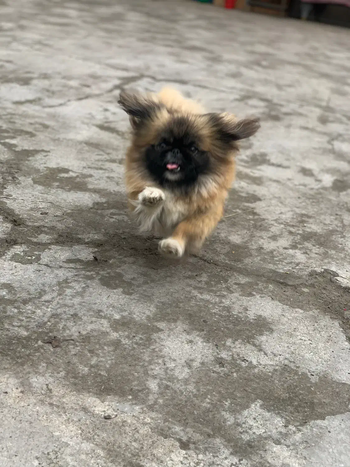 سگ پیکنیز خالص|سگ|رشت, کوی عرفان|دیوار