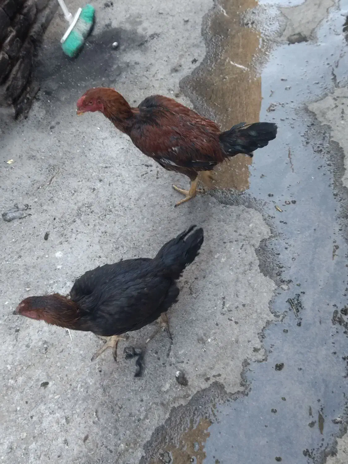 مرغ و خروس لاری|حیوانات مزرعه|چناران, |دیوار