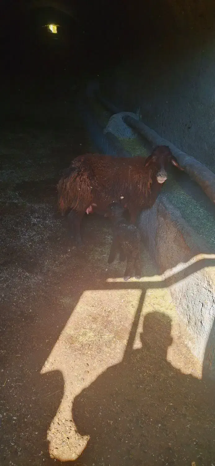 میش و بره افشار|حیوانات مزرعه|شازند, |دیوار