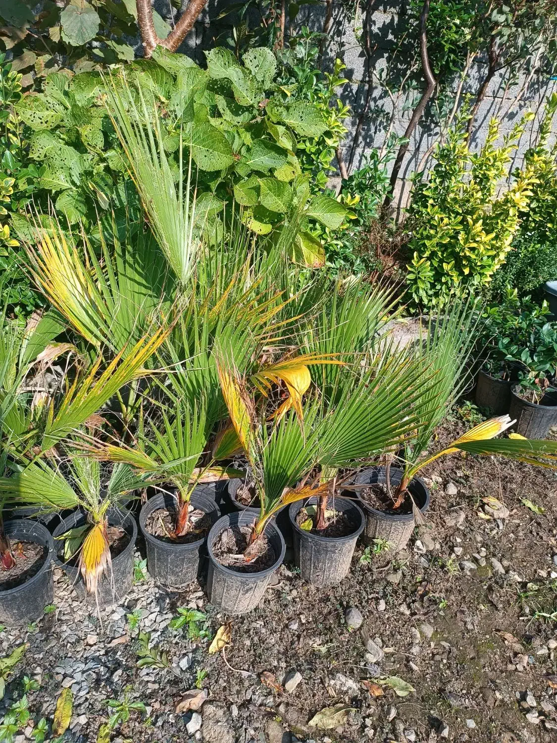 پالم واشنگتن|گل و گیاه طبیعی|واجارگاه, |دیوار