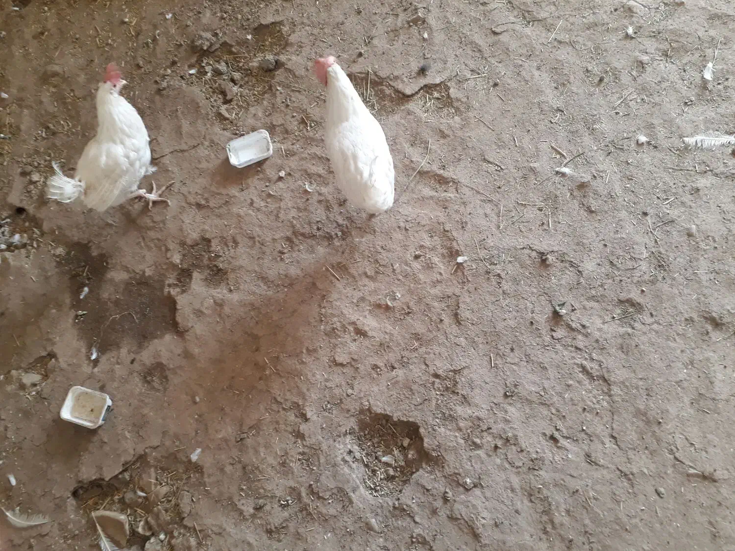 مرغ|حیوانات مزرعه|اسلام‌‌آباد غرب, |دیوار