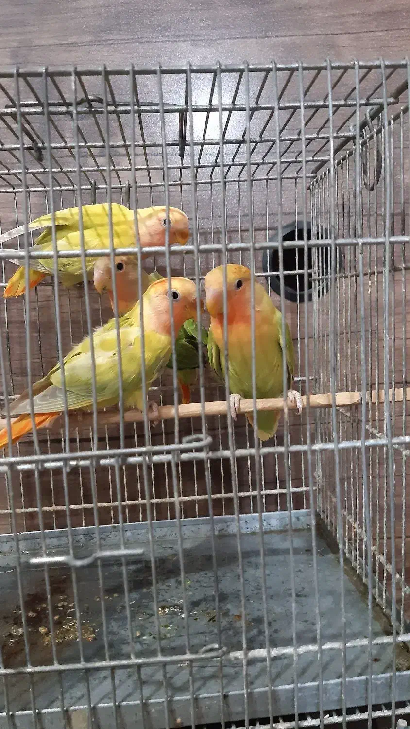 طوطی‌برزیلی|پرنده|قدس, شهر‌قدس|دیوار