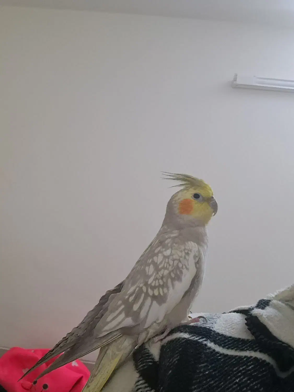 عروس هلندی ماده کاملا دستی|پرنده|تیران, |دیوار