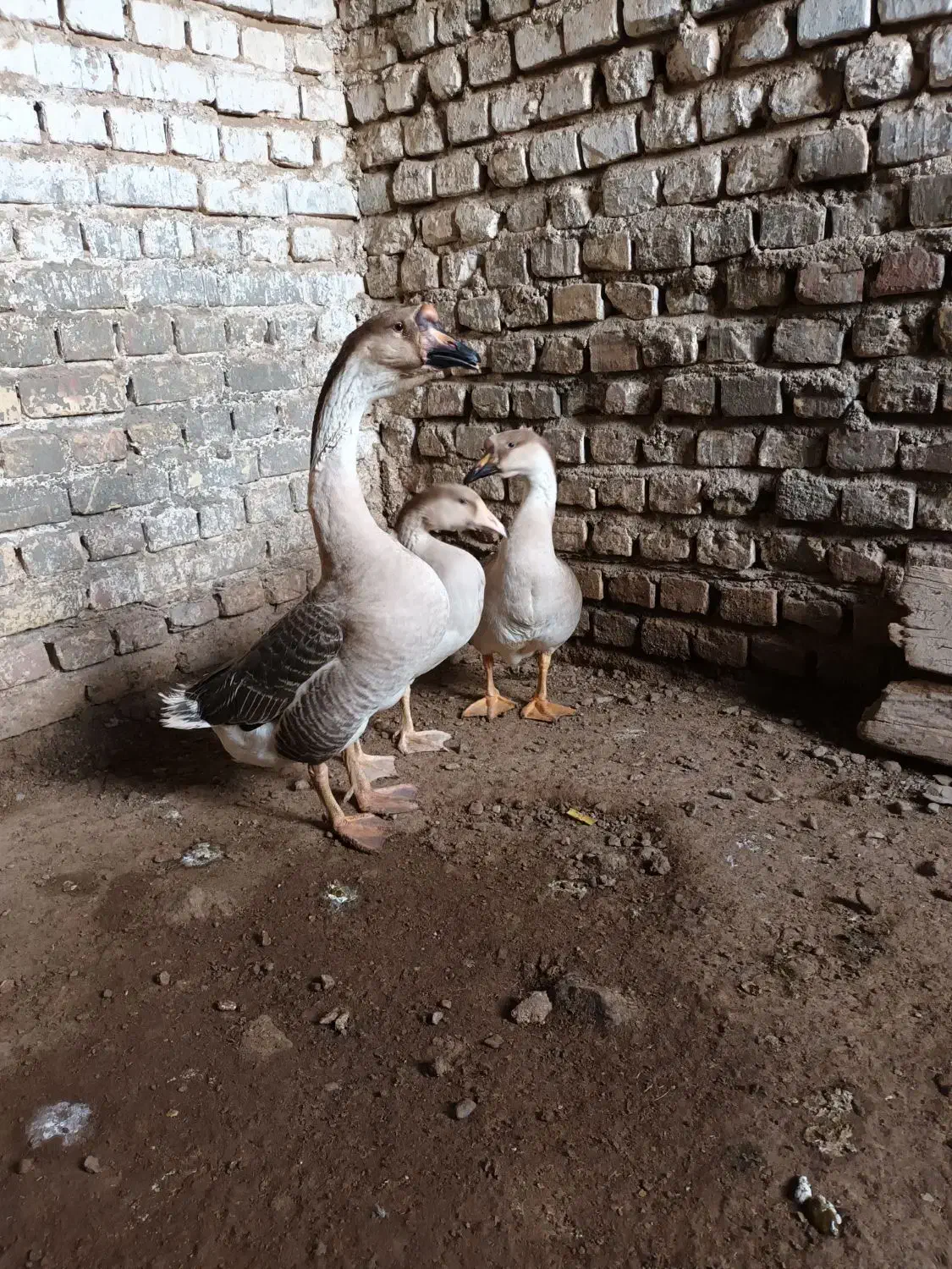 قوغاز|حیوانات مزرعه|زابل, |دیوار