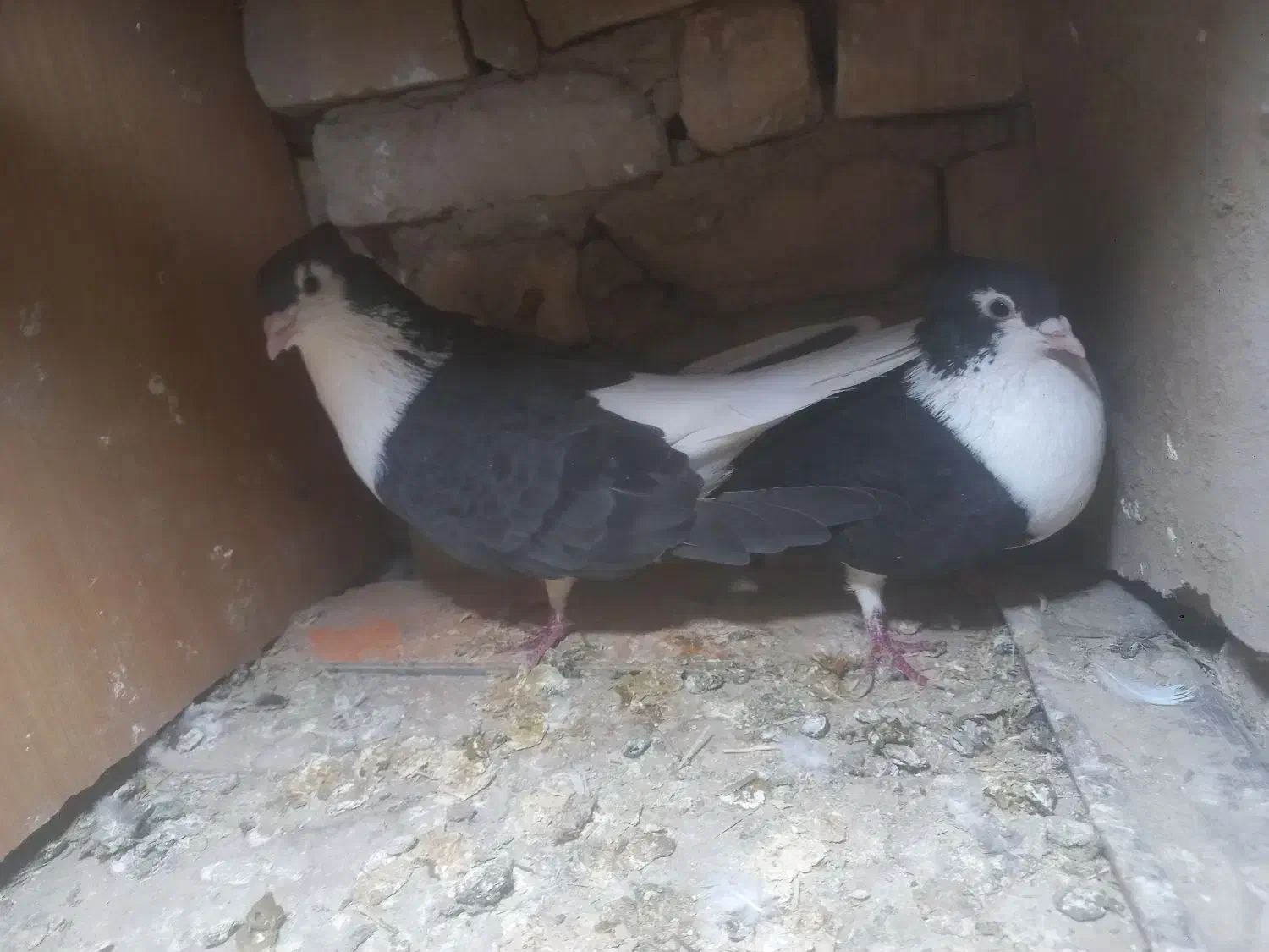 باسلام چند عددکبوترساده کالولی وساده سیاوافشون|پرنده|جلگه رخ, |دیوار