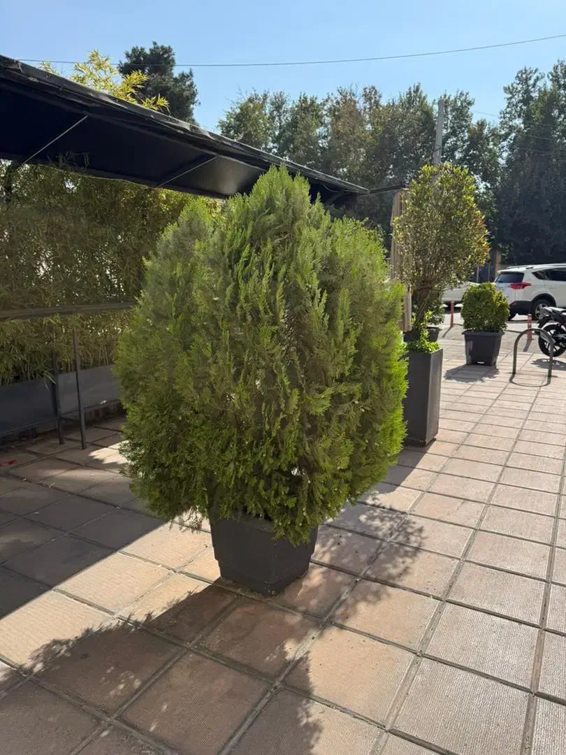 منشی آقایان|استخدام خدمات فروشگاه و رستوران|نیریز, |دیوار