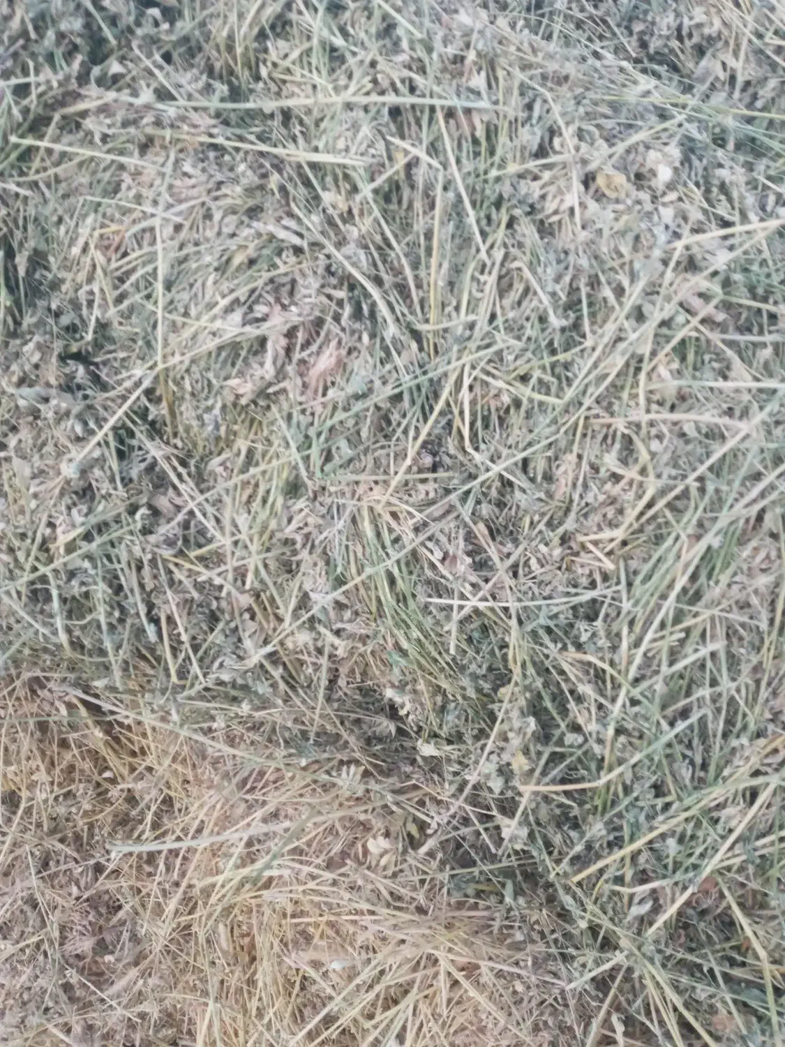 بیده خشک|حیوانات مزرعه|مود, |دیوار