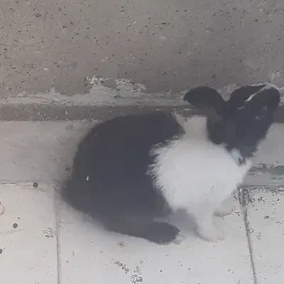 ۳عددخرگوش|موش و خرگوش|پرند, فاز ۵|دیوار