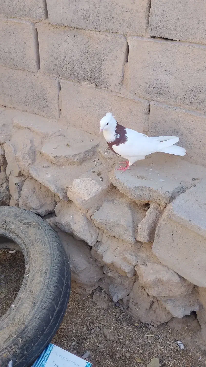 کفتر طوقی|پرنده|شهر بابک, |دیوار