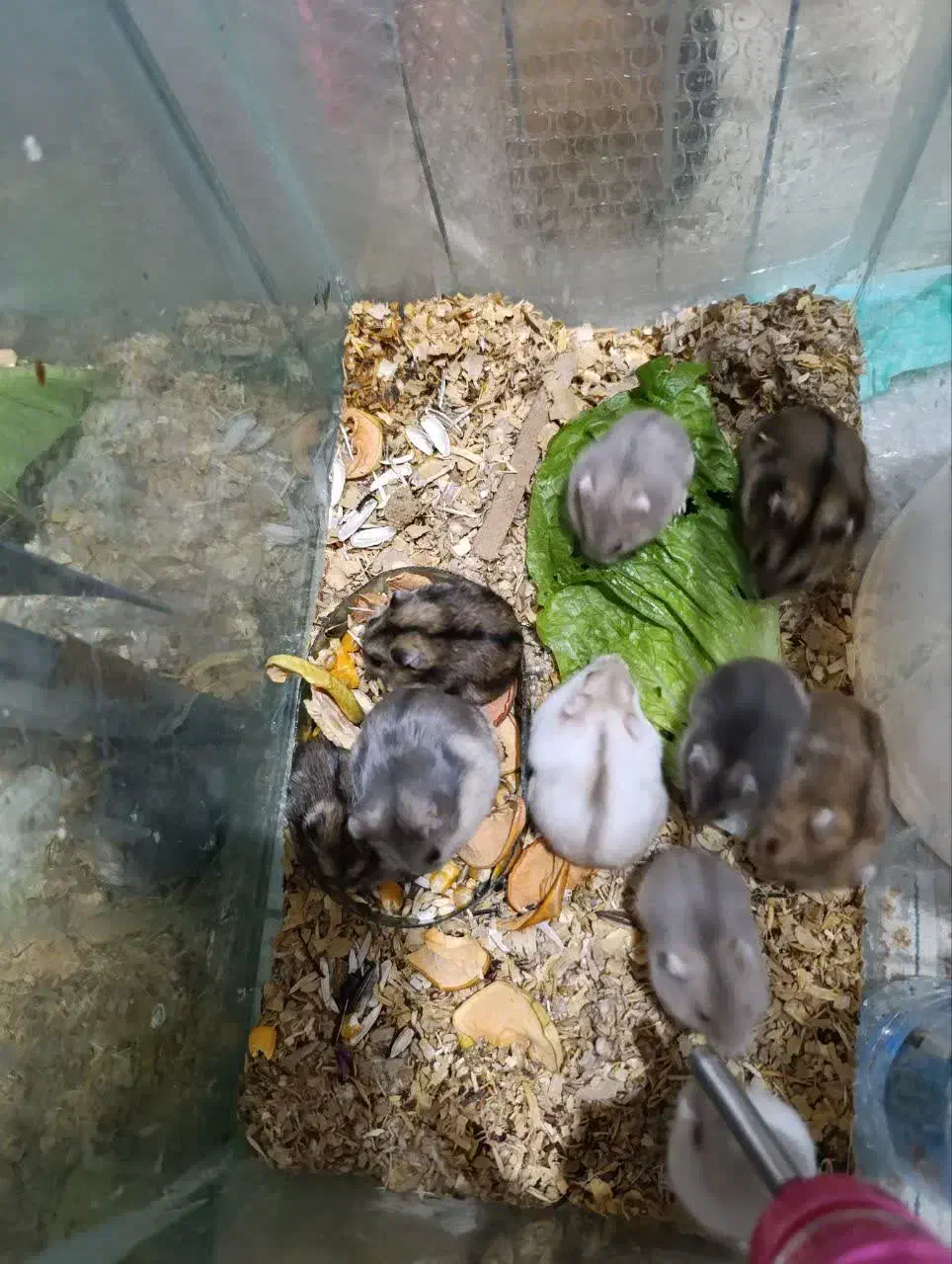 همستر کمپل|موش و خرگوش|تهران, بریانک|دیوار