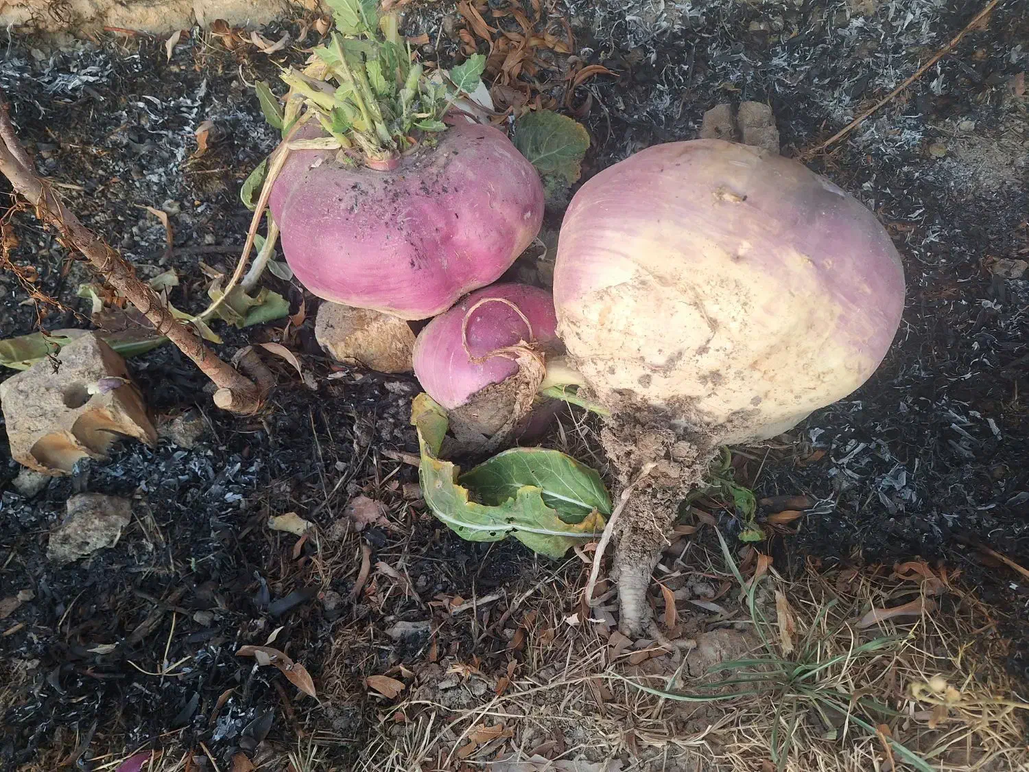 شلغم دامی|خدمات باغبانی و درختکاری|اصفهان, ارداجی|دیوار