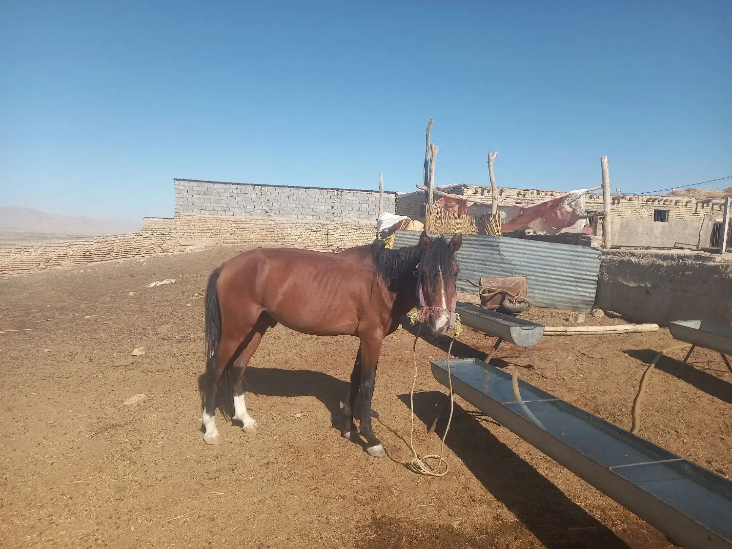 اسب نریان|اسب و تجهیزات اسبسواری|شیروان (خراسان), |دیوار