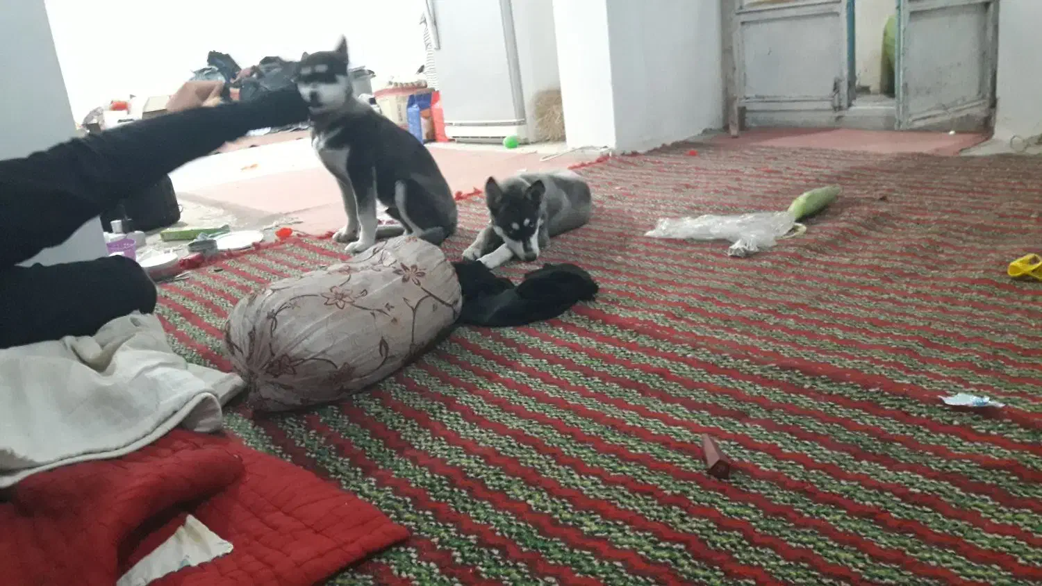 توله هاسکی اصل|سگ|پیشوا, |دیوار