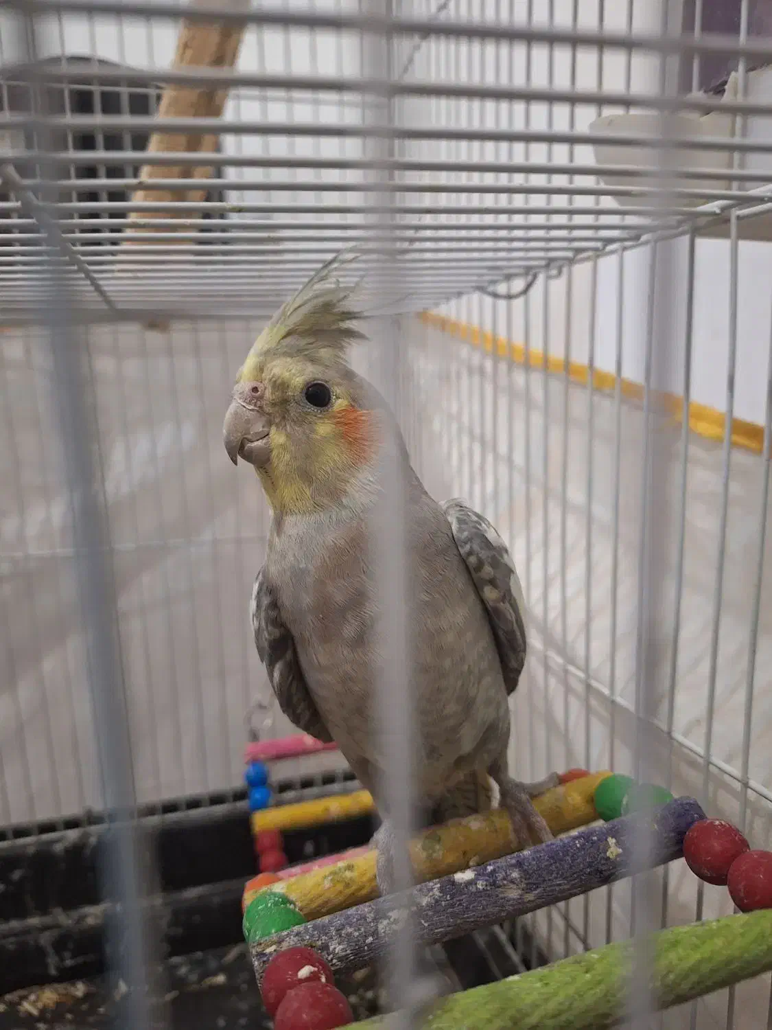 عروس سیاموننر|پرنده|مشهد, چهنو|دیوار