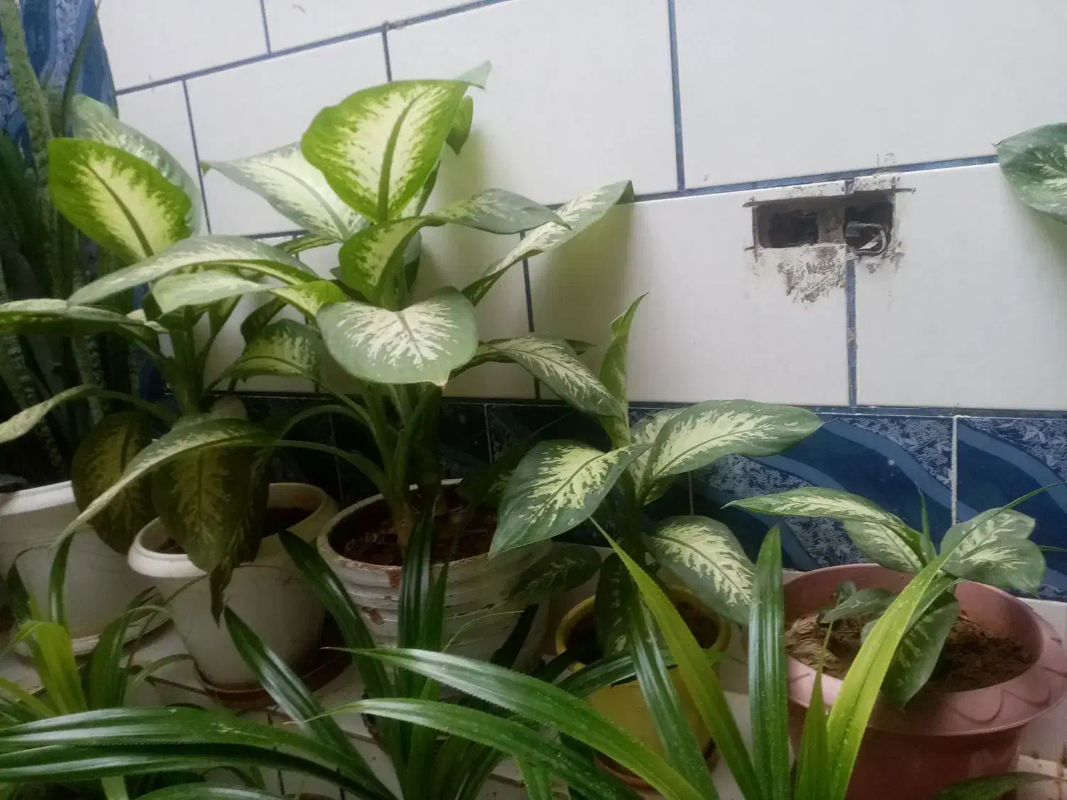 گل طبیعی از100به بالا|گل و گیاه طبیعی|لردگان, |دیوار