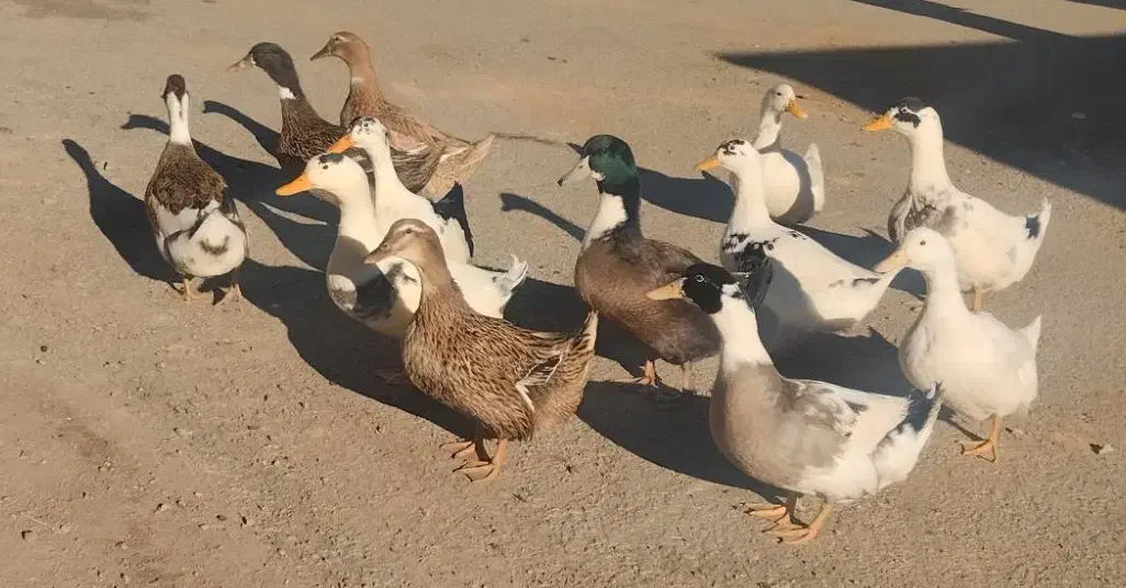 ۱۲عدداردک|حیوانات مزرعه|حسین آباد, |دیوار