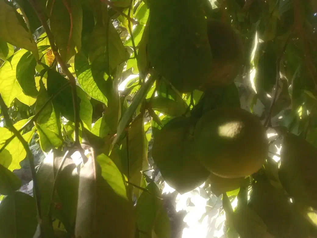 نارنج رستورانی|خوردنی و آشامیدنی|گتوند, |دیوار