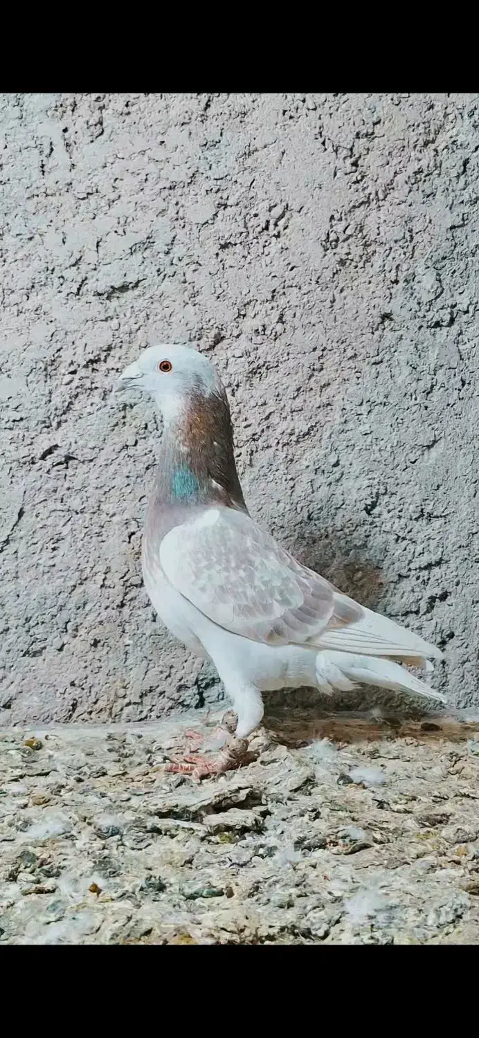 فروشی نر غوره ای میکس شرویستر درجه یک|پرنده|شیراز, باغشهر قصر سبز|دیوار