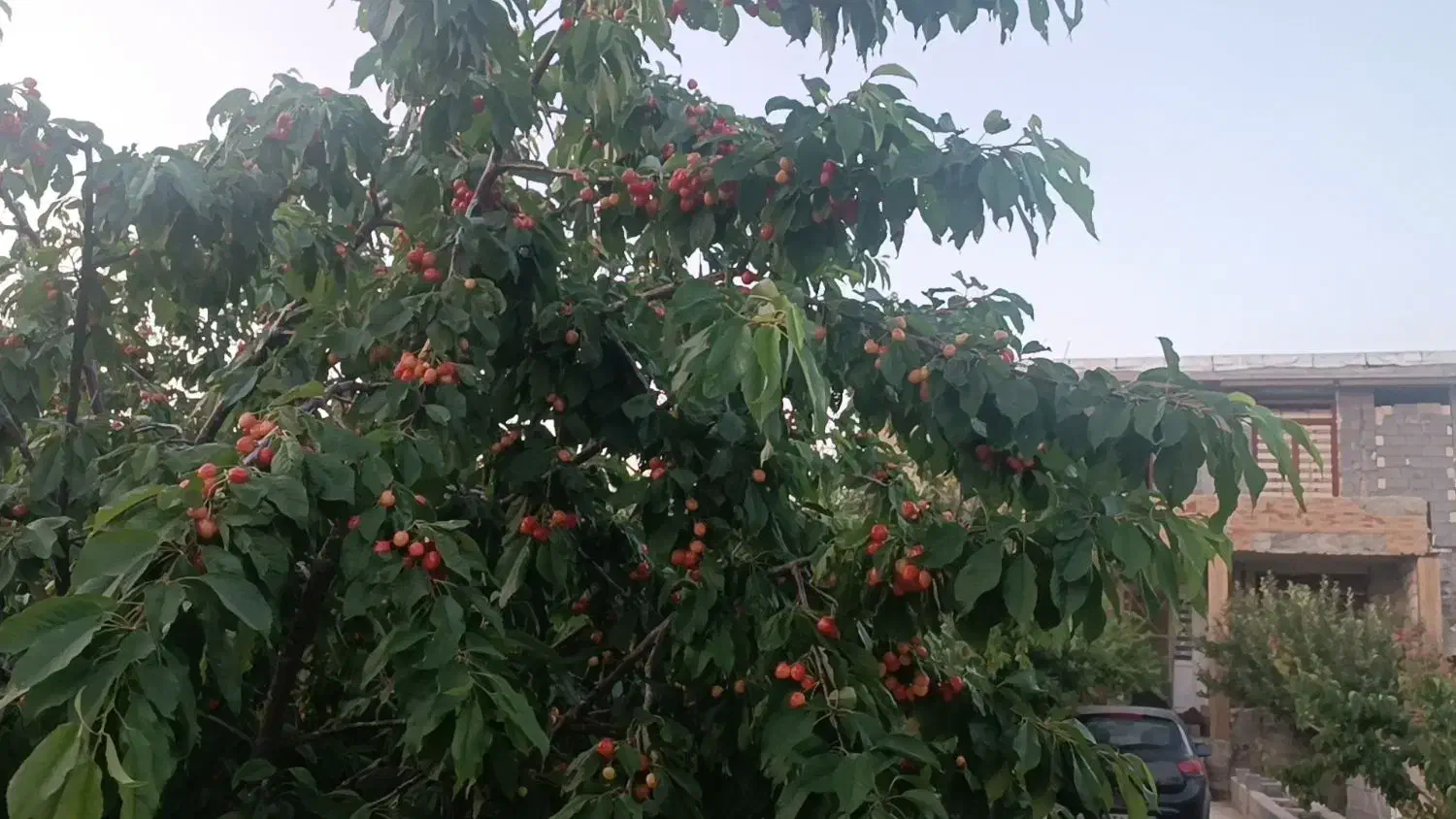 فروش باغ شهر کدیون متراژ 500متر تا 1200متری،|فروش زمین و ملک کلنگی|شیراز, کودیان|دیوار