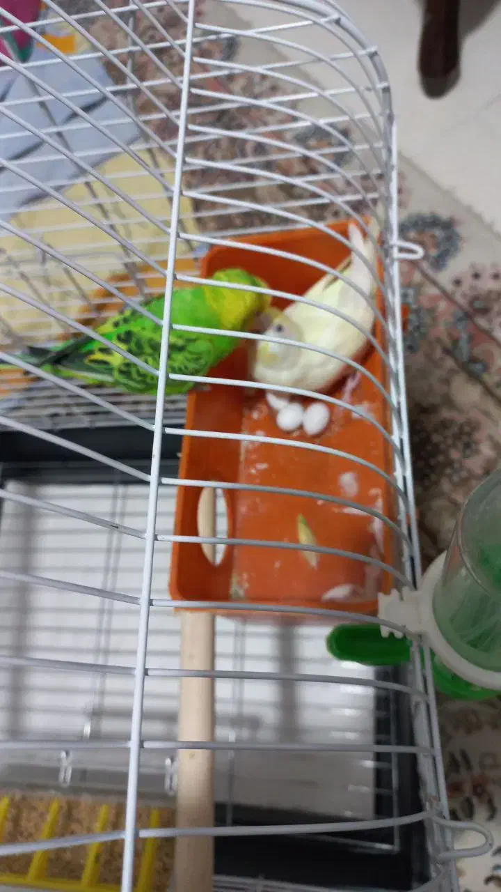 پرنده|پرنده|اندیشه, اندیشه فاز ۱|دیوار