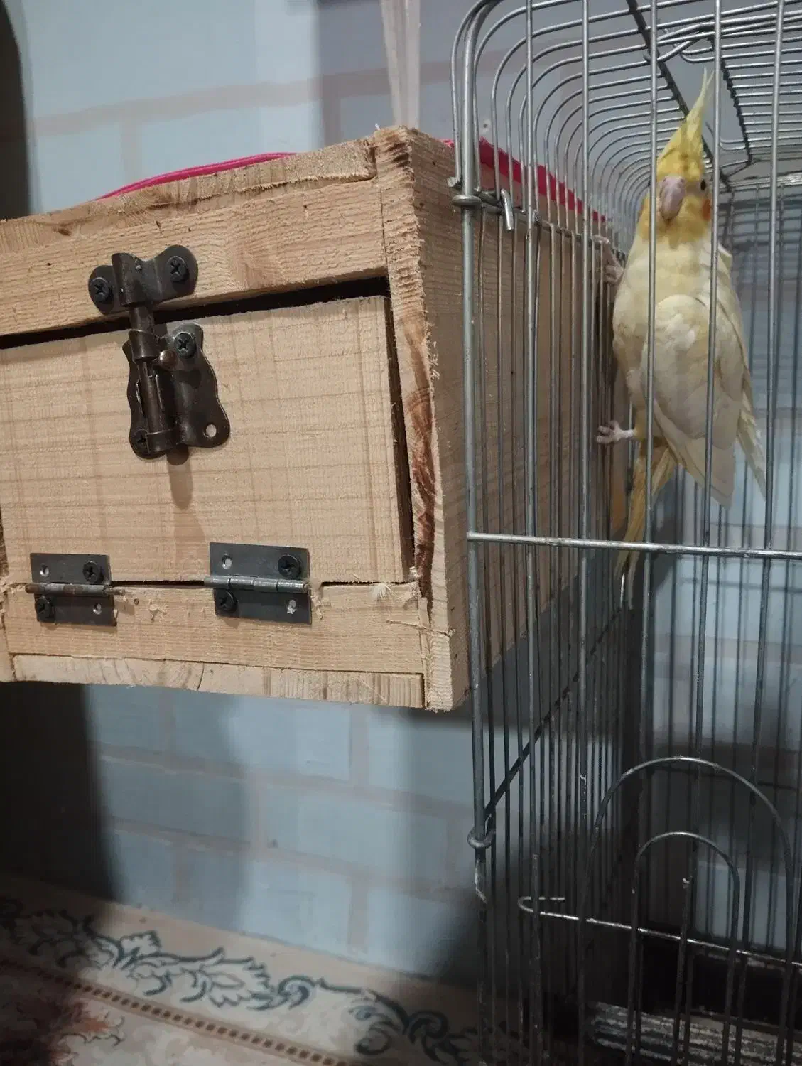 سلام ،یک جفت عروس هلندی مولد مست وسرحال|پرنده|قائمشهر, |دیوار