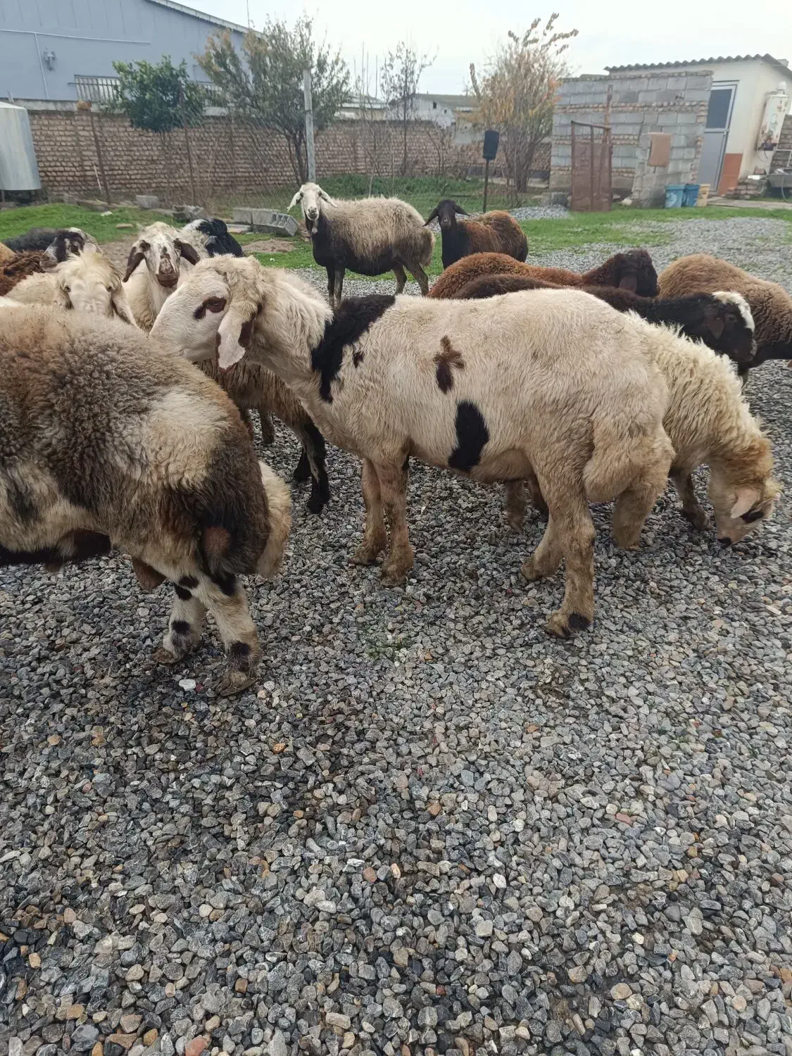 قوچ توقلی|حیوانات مزرعه|سیمین شهر, |دیوار