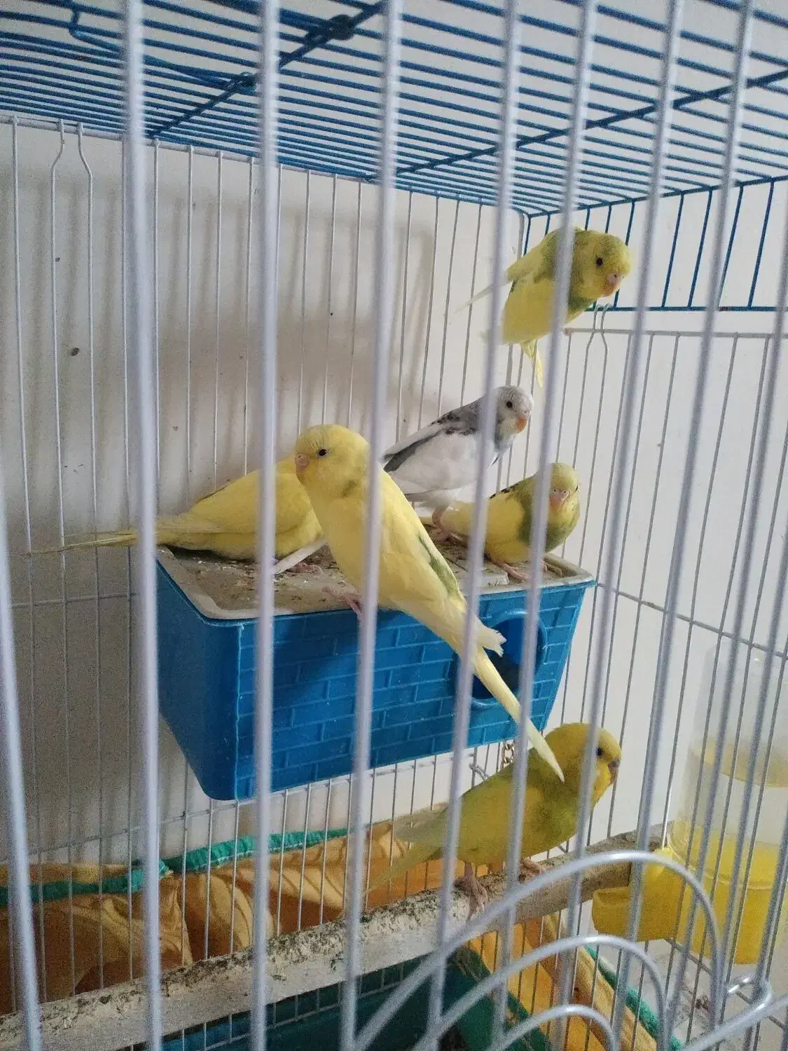 مرغ عشق|پرنده|تهران, قاسم‌آباد|دیوار