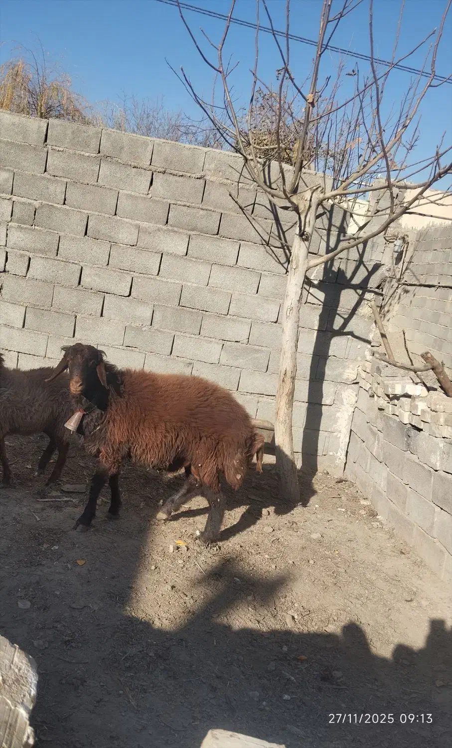 بره وبز|حیوانات مزرعه|چناران, |دیوار