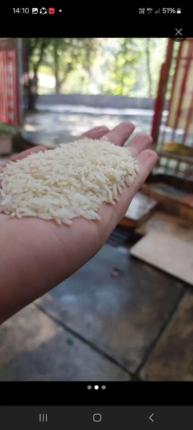 برنج فجر ،هاشمی،دمسیاه|خوردنی و آشامیدنی|تهران, راه آهن|دیوار