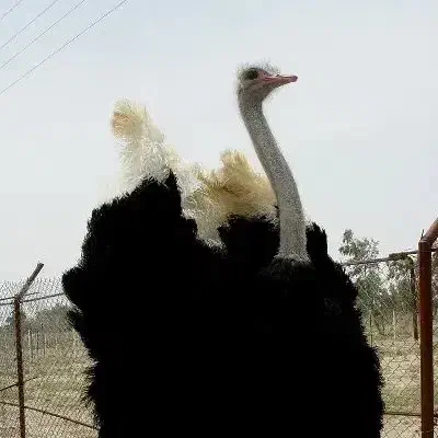 فروش زمین ۳۶۰ هکتاری در اشتهارد، بویین زهرا|فروش زمین و ملک کلنگی|بوئین زهرا, |دیوار