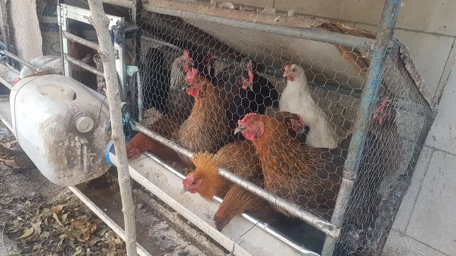 خروس و مرغ محلی و ایام سمانی|حیوانات مزرعه|طرقبه, |دیوار