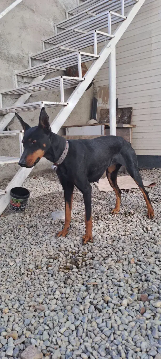 دوبرمن ماده ۱۸ ماهه|سگ|هشتگرد, شهرک راه آهن|دیوار