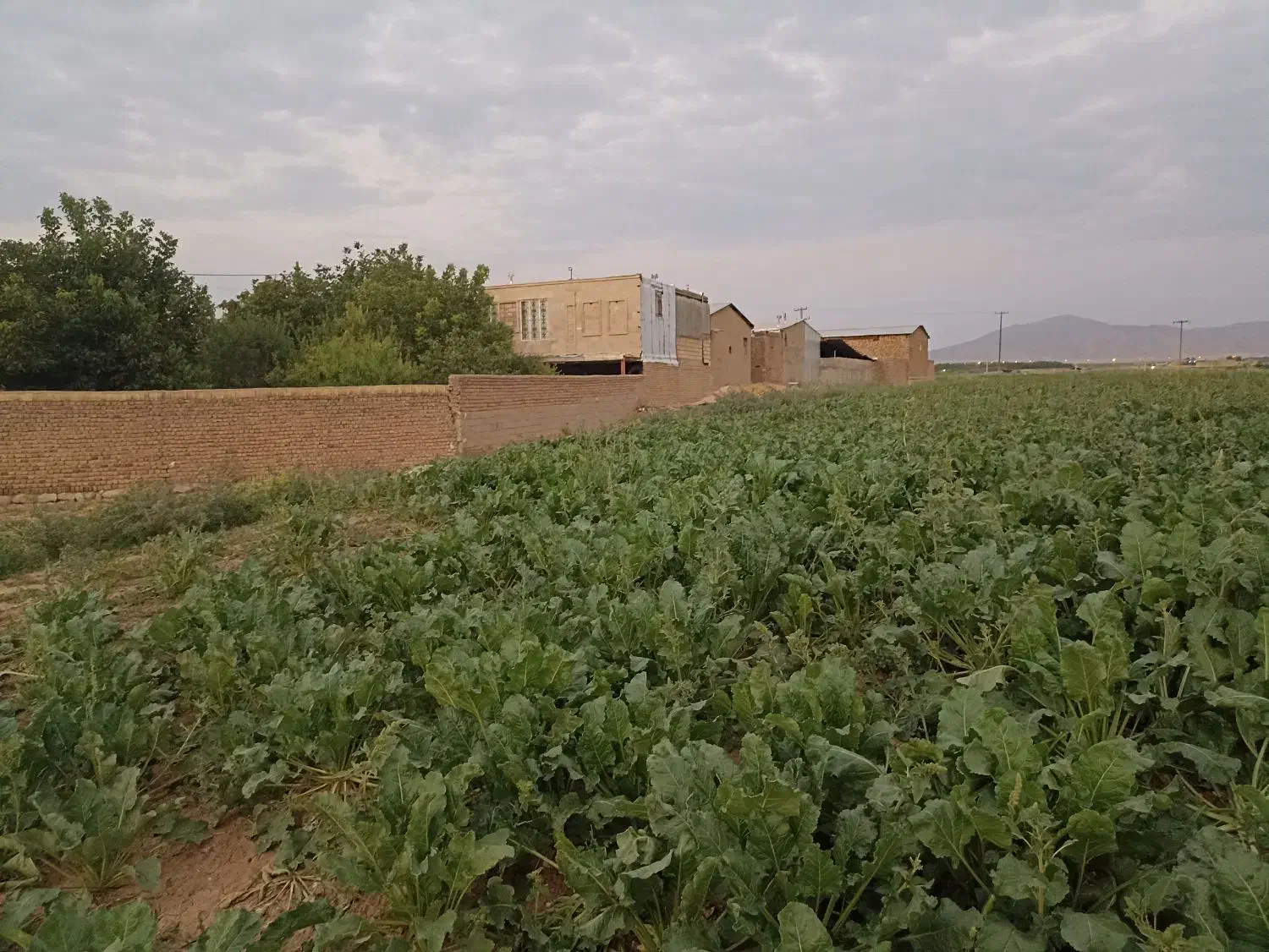 فروش زمین مسکونی|فروش زمین و ملک کلنگی|زاغه, |دیوار