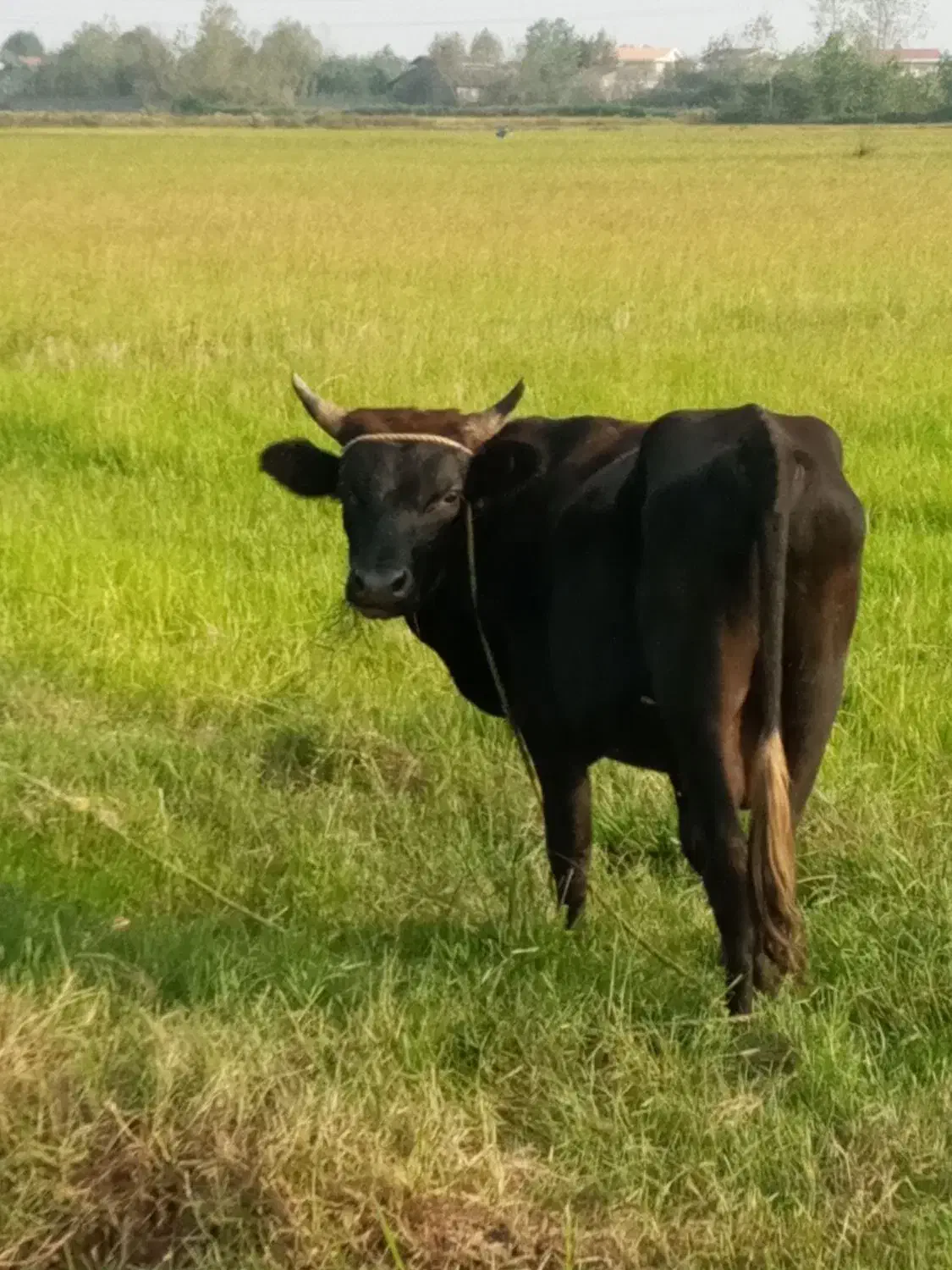 گاو نر حدود ۲۰ماهه خوش خوراک سر شاخ میزان|حیوانات مزرعه|رشت, پسیخان|دیوار