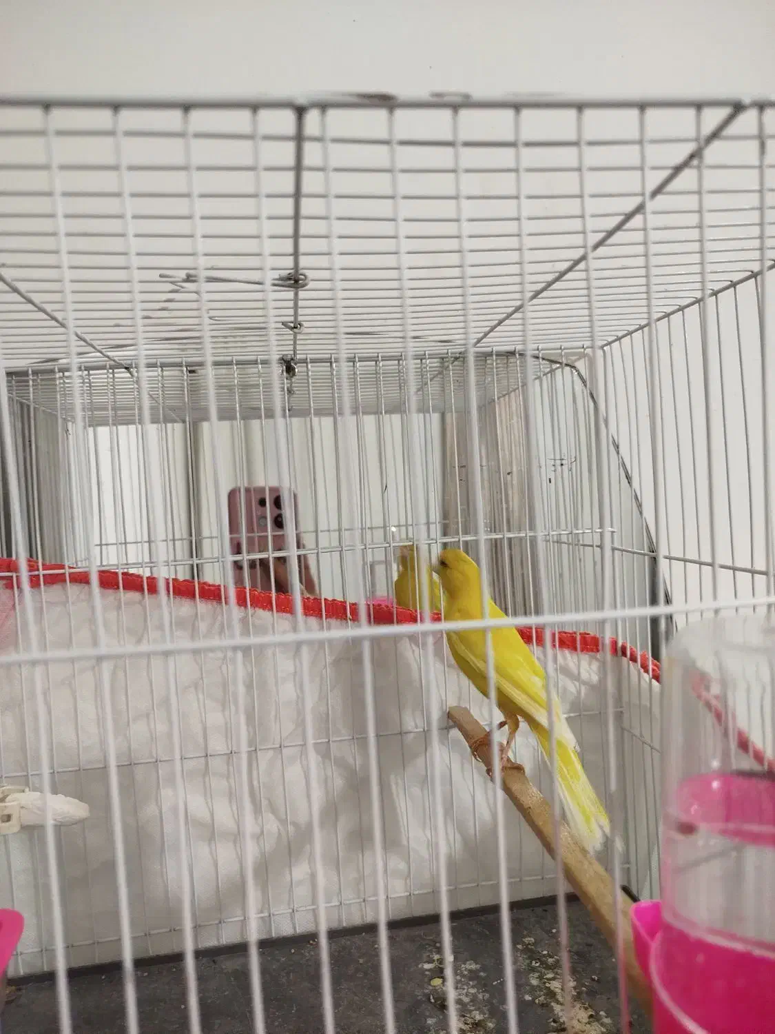 قناری رسمی بلند طلای نر اماده|پرنده|بجنورد, |دیوار