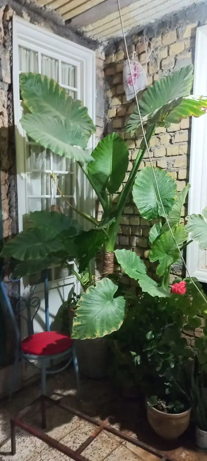 گل بابا آدم|گل و گیاه طبیعی|کوهدشت, |دیوار