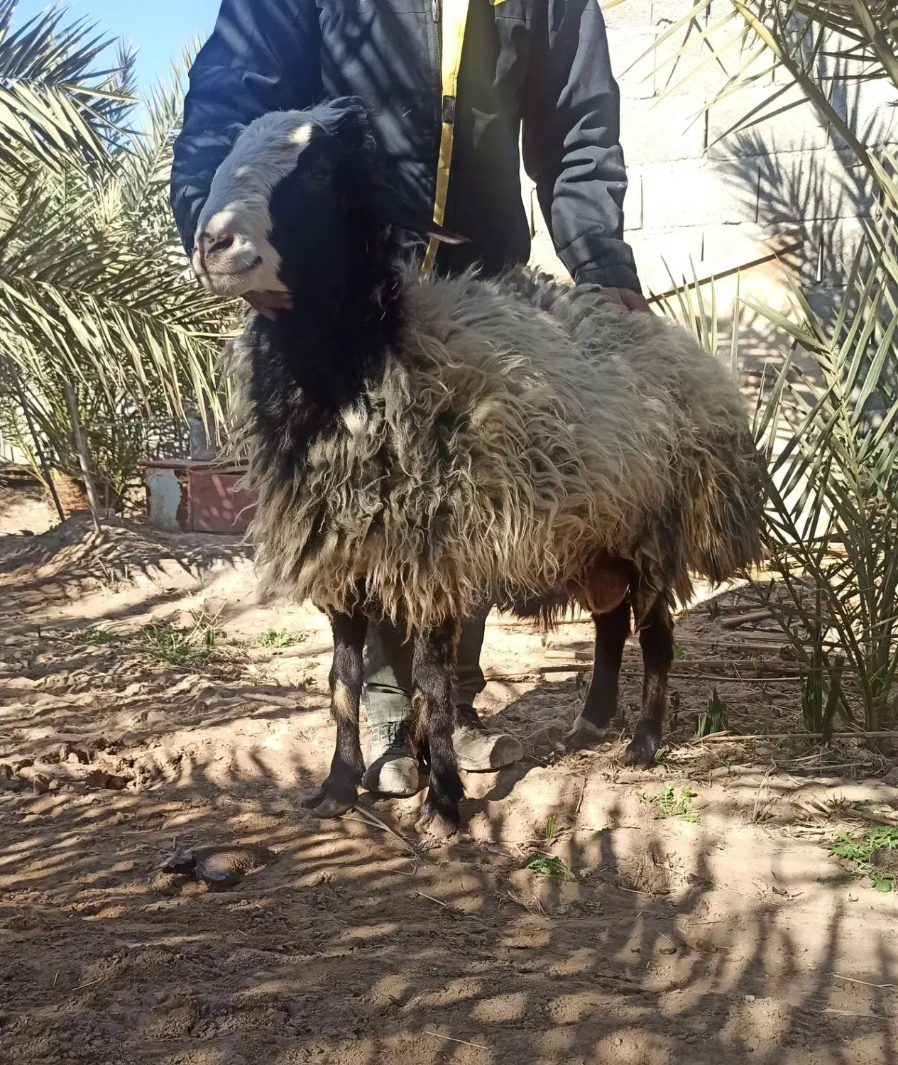 قوچ شال اصل|حیوانات مزرعه|بافق, |دیوار