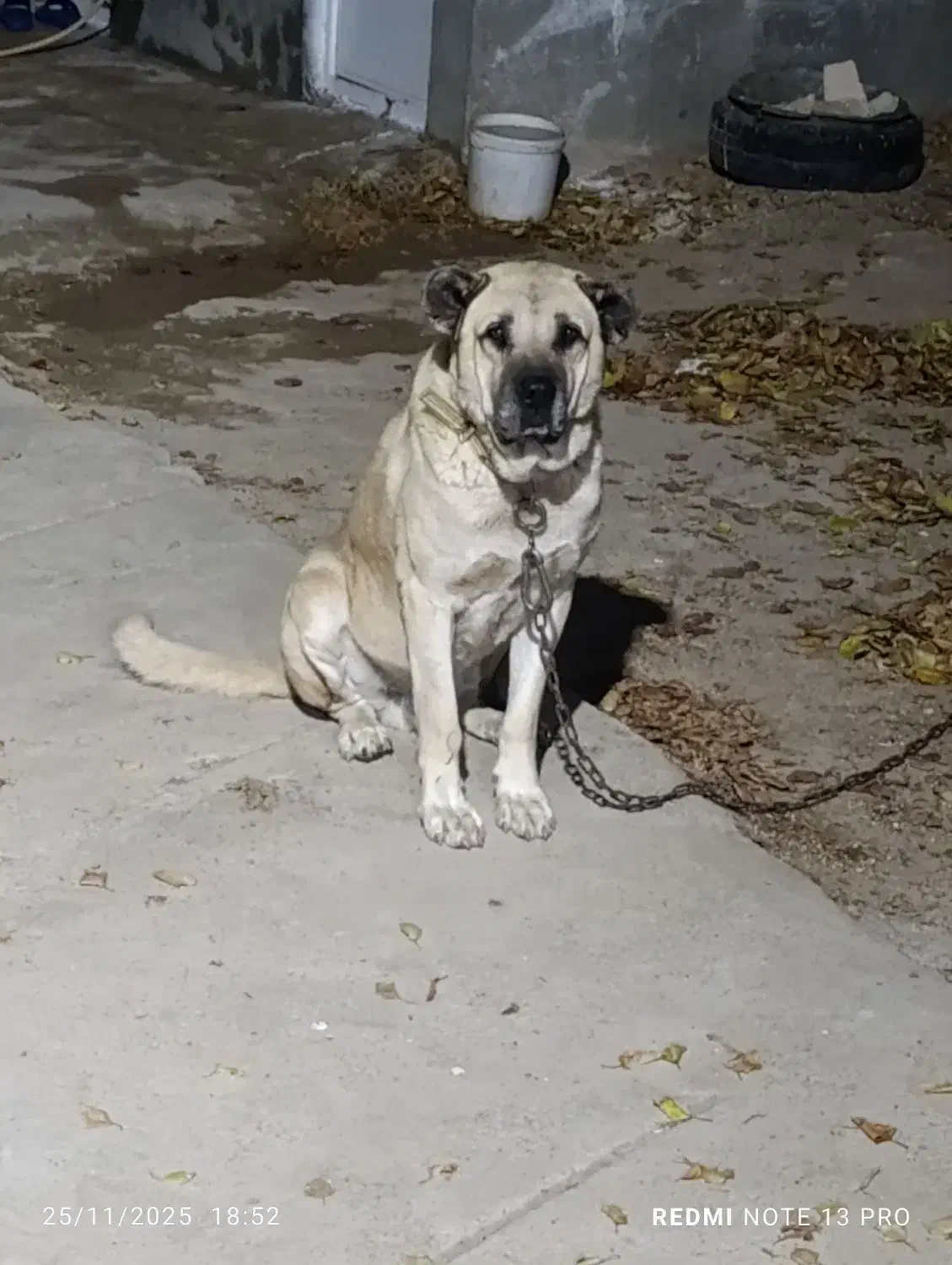 سگ سرابی|سگ|بوکان, |دیوار