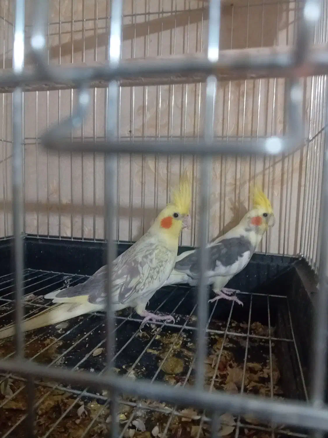 عروس هلندی مولد|پرنده|قرچک, میرزائی جنوبی|دیوار