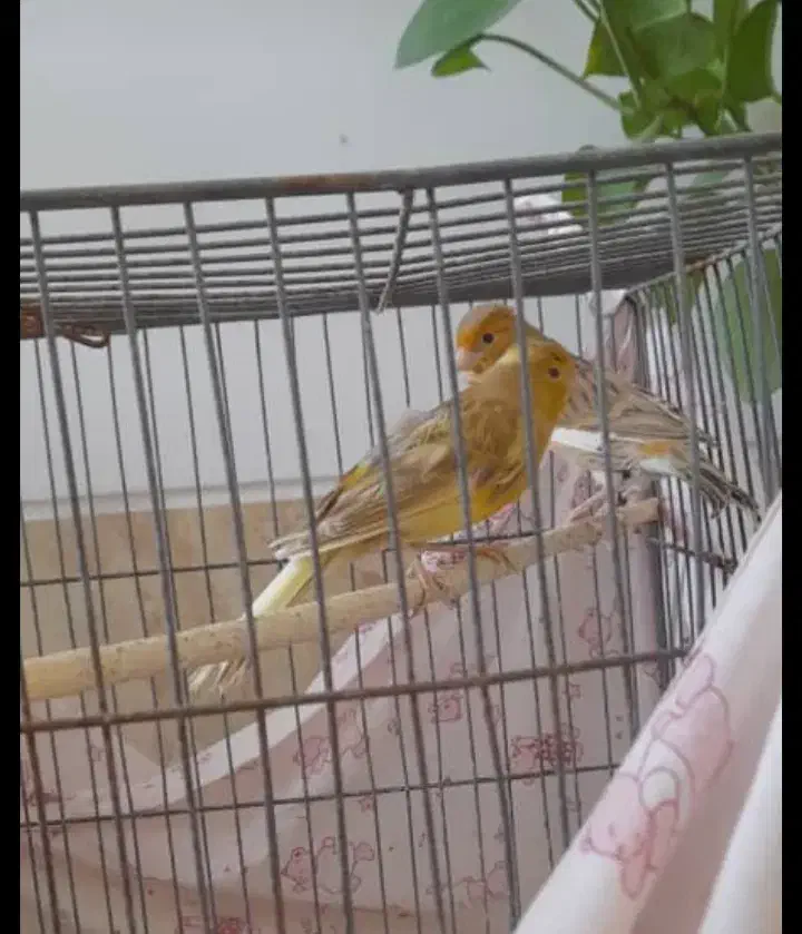 دو عدد قناری ماده اماده جفت|پرنده|فسا, |دیوار