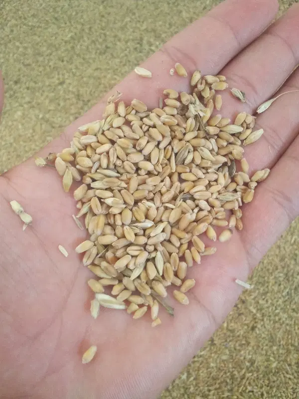 گندم جو|عمدهفروشی|چمران, |دیوار