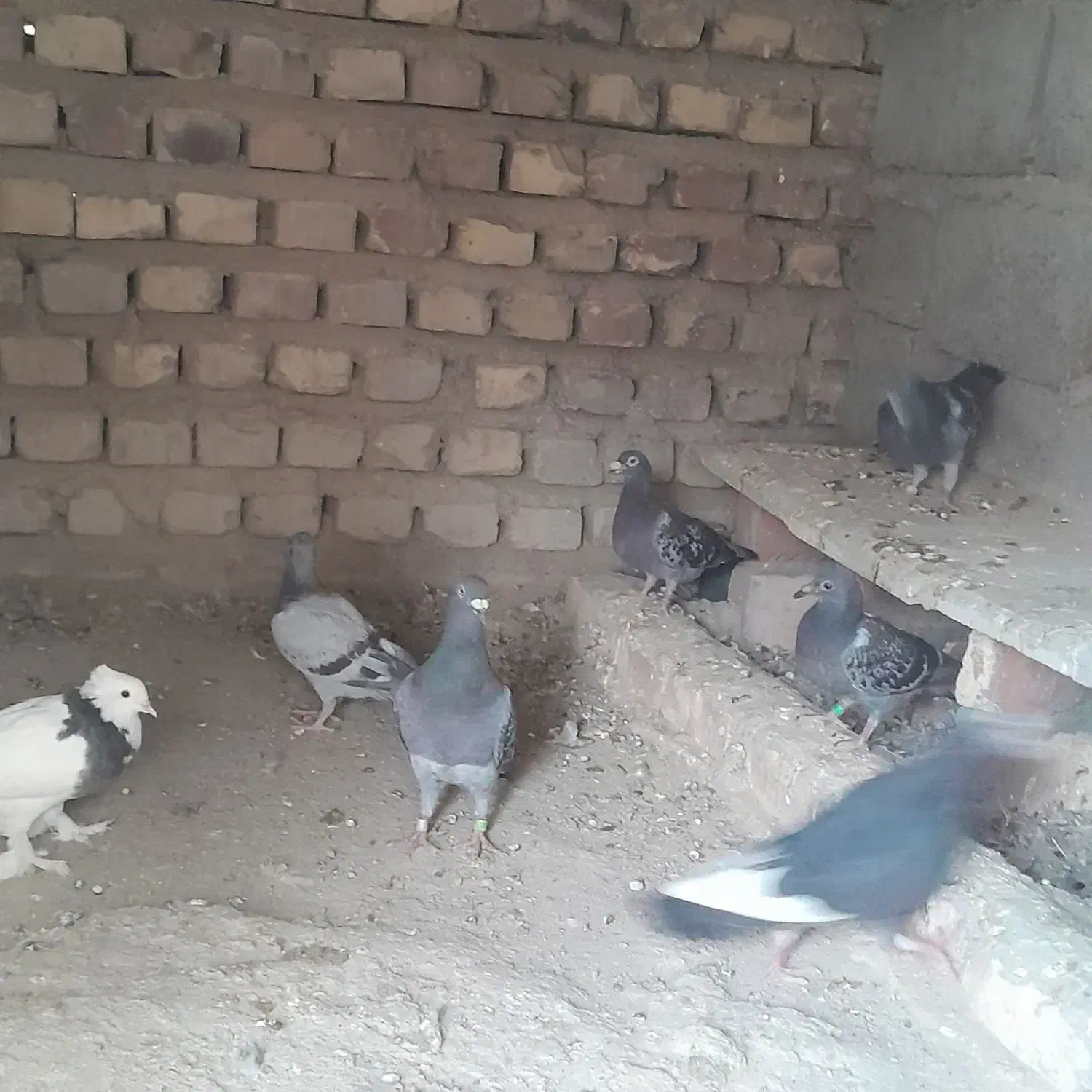 این کبوتر ها رو دزد برده هر کی پیداکن|حیوانات|هیرمند, |دیوار